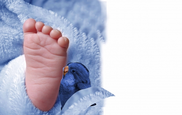 Creation of Are you my Mommie?: Step 6
